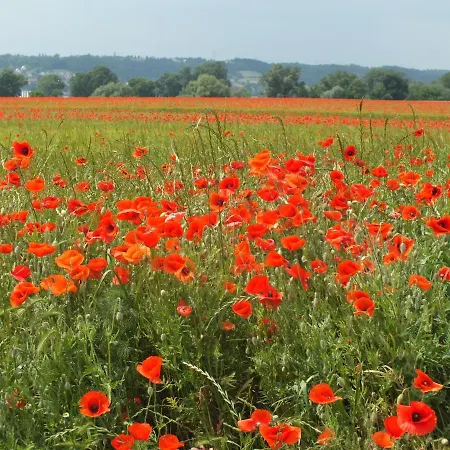 Guest house Am Elberadweg