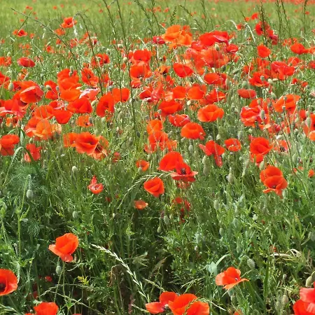 Am Elberadweg Гостевой дом Радебойль