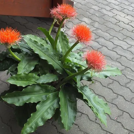 Am Elberadweg Гостевой дом 3*