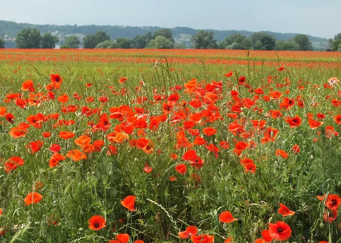 بيت ضيافة Am Elberadweg