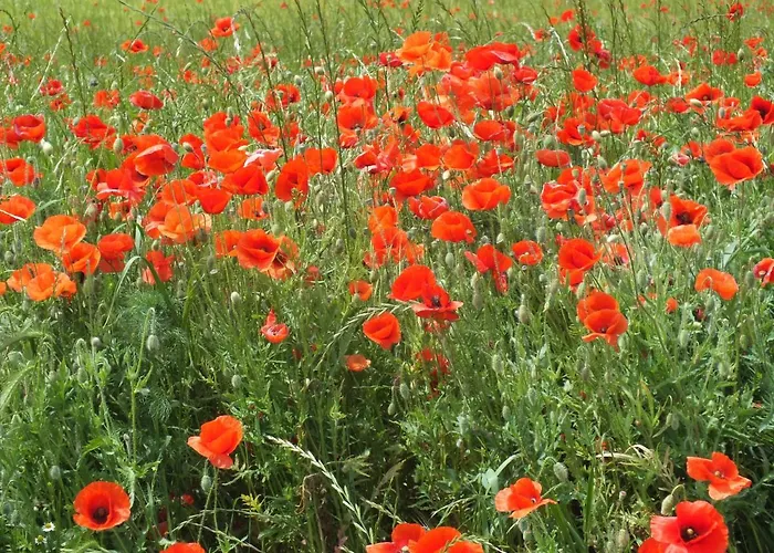 Am Elberadweg Guest house Radebeul
